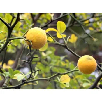 Sazenice Citronečník trojlistý kontejner C5
