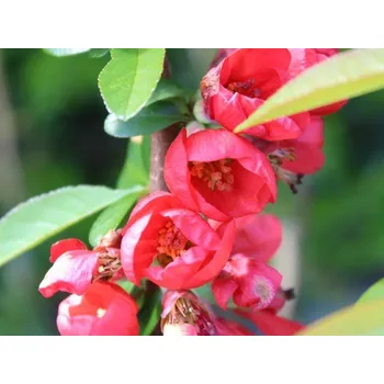 Sazenice Kdoulovec lahvicovitý 'Rubra Grandiflora' Balení: kontejner C3