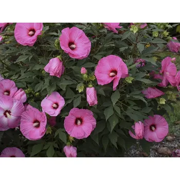 Sazenice Ibišek bahenní SUMERIFIC® 'Candy Crush'- Hibiscus SUMMERIFIC® 'Candy Crush' Balení: kontejner C5