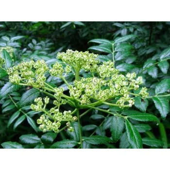 Sazenice Žlutodřev schinifolium Balení: kontejner C5, Tvar: výška 60-80 cm