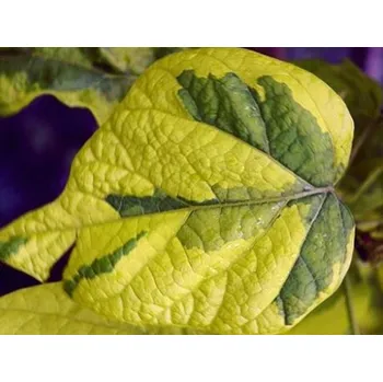 Sazenice Katalpa trubačovitá 'Koehnei' kontejner C7,5