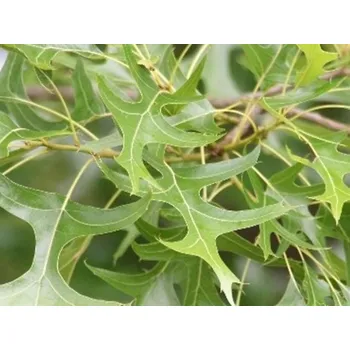 Sazenice Dub bahenní Balení: kontejner C12, Tvar: výška 80-100 cm