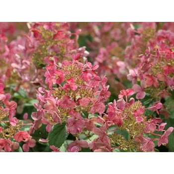 Sazenice Hortenzie latnatá Little Quick Fire 'SMHPLQF' PBR Balení: kontejner C5