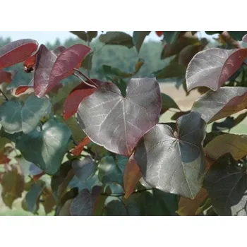 Sazenice Zmarlika kanadská 'Merlot' kontejner C35