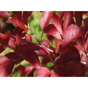 Sazenice Parrotie subaequalis kontejner C15, výška 60-80cm