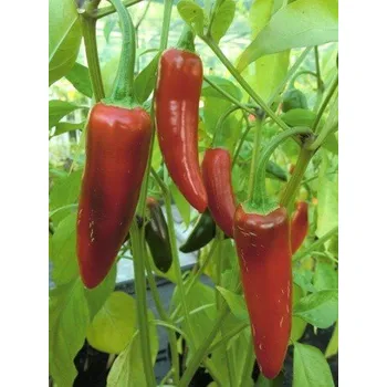 Semeno PAPRIKA Jalapeño (Capsicum annum) 8 semen