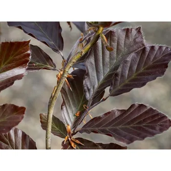 Sazenice Buk lesní 'Dawyck Purple' Balení: kontejner C12, Tvar: výška 140-160cm
