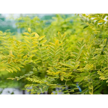 Sazenice Jerlín japonský 'Gold Standard' kontejner C9, výška 100-120cm