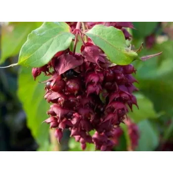 Sazenice Leycestérie krásná 'Purple Rain' Balení: kontejner C5, Tvar: výška 60-80cm