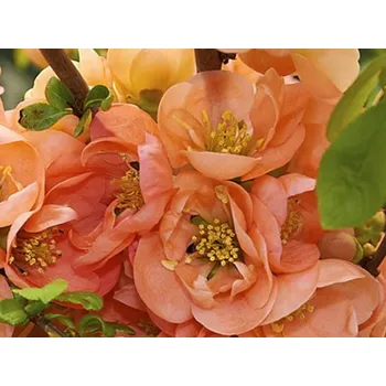 Sazenice Kdoulovec nádherný 'Cameo' Balení: kontejner C5