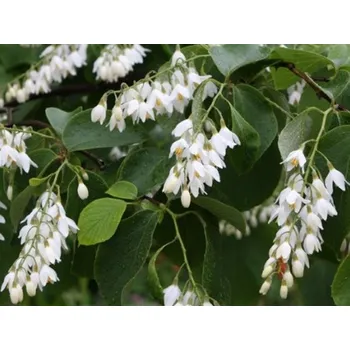 Sazenice Sturač okrouhlolistý Balení: kontejner C5