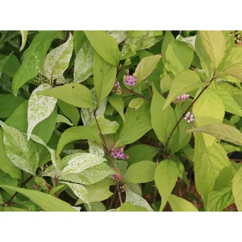 Sazenice Krásnoplodka japonská 'Koshima-no-Homate' kontejner C9, výška 60-80 cm