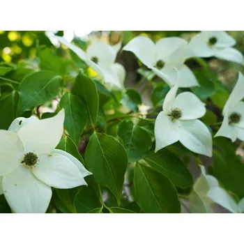 Sazenice Dřín japonský 'Great Star' Balení: kontejner C7,5, Tvar: výška 120-140 cm