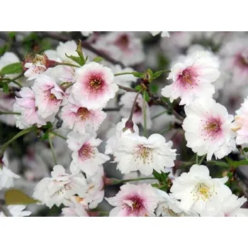 Sazenice Slivoň vyříznutá 'February Red' Balení: kontejner C5, Tvar: výška 100-120cm