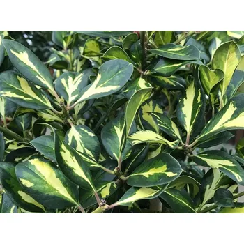 Sazenice Cesmína altaklarenská 'Lawsoniana' Balení: kontejner C3, Tvar: výška 30-35cm