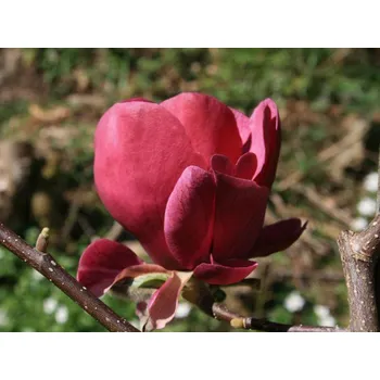 Sazenice Magnolie 'Antje Zandee' Balení: kontejner C5