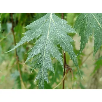 Sazenice Bříza bělokorá 'Gracilis' Balení: kontejner C12, Tvar: roubováno na kmínku, výška 120-140cm