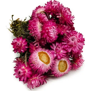 mech-mech.cz Sušená Slaměnka Granvia® - (Helichrysum Granvia®) - Růžová