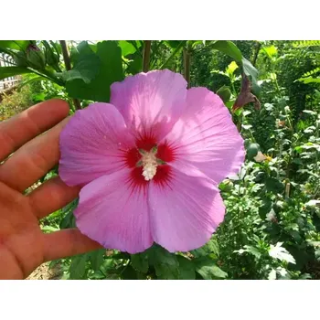 Ibišek venkovní Woodbridge (Hibiscus Syriacus Woodbridge)