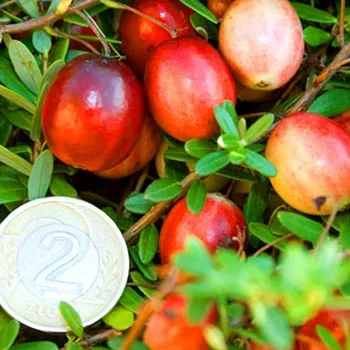 Sazenice BRUSINKA VELKOPLODÁ ´STEVENS´ kont. 1,3L