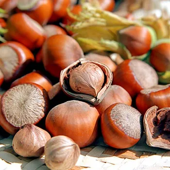 Sazenice LÍSKA ´TONDA GENTILE´ kont. 2L