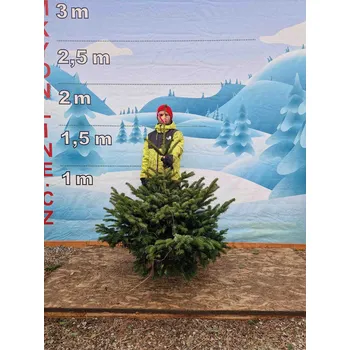 Vánoční stromek Živý, řezaný Vánoční stromek Jedle Kavkazská - 3756 - 154cm / Jedle Kavkazská