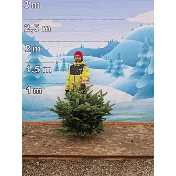 Vánoční stromek Živý, řezaný Vánoční stromek Jedle Kavkazská - 3764 - 121cm / Jedle Kavkazská