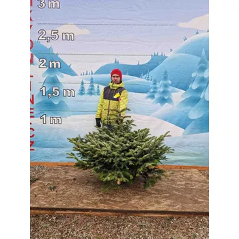 Vánoční stromek Jedle Kavkazská 3748 130 cm