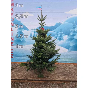 Vánoční stromek Živý, řezaný Vánoční stromek Jedle Kavkazská - 3800 - 230cm / Jedle Kavkazská