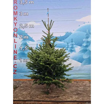 Vánoční stromek Živý, řezaný Vánoční stromek Jedle Kavkazská - 3790 - 232cm / Jedle Kavkazská