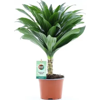 Sazenice Dracaena Janet Craig