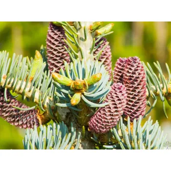 Sazenice Jedle ojíněná 'Compacta' Balení: kontejner C1,5