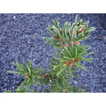 Sazenice Jedle japonská 'Bedgebury' Balení: kontejner C7,5