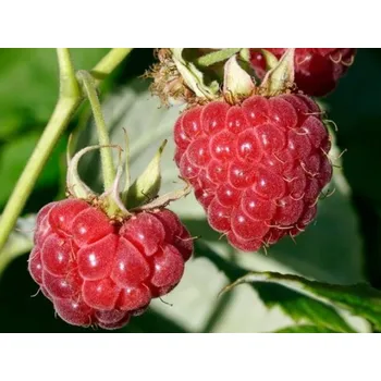 Sazenice Maliník 'Sweet Sunshine' Balení: kontejner RP2