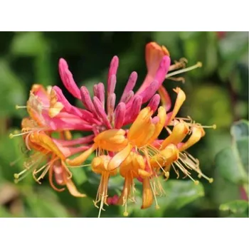 Sazenice Zimolez Heckrottův 'GoldFlame' Balení: kontejner C9