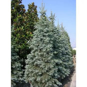 Sazenice Jedle ojíněná 'Argentea' Balení: kontejner C1,5