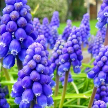 Cibulovina MODŘENEC ARMENIACUM kont. 0,5L