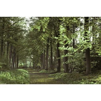 Obraz Plakát Jarní lesní cesta 2 bez rámu 30 x 20 cm