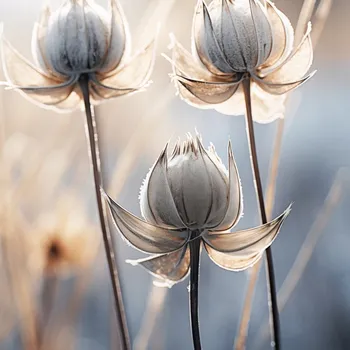 Plakát Plakát Poetický Podzim bez rámu 50 x 50 cm