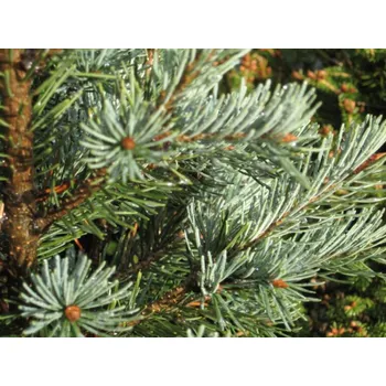 Sazenice Douglaska tisolistá 'Fastigiata Glauca' Balení: kontejner C7,5