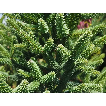 Sazenice Jedle španělská 'Fastigiata' Balení: kontejner C3