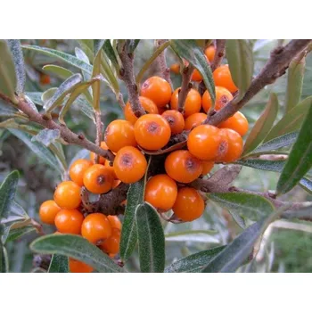 Sazenice Rakytník řešetlákový 'Krasavice' kontejner p9