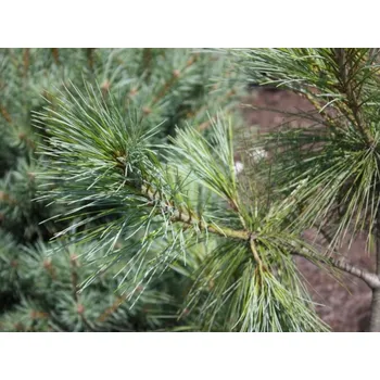 Sazenice Borovice himalájská 'Nana' kontejner C500