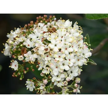 Sazenice Kalina pražská 'Pragense' Balení: kontejner C20, Tvar: výška 60-70cm