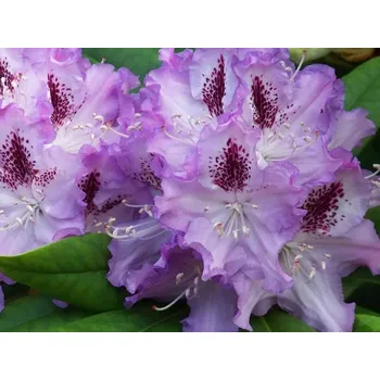 Sazenice Rododendron 'Blue Peter' Balení: kontejner C2