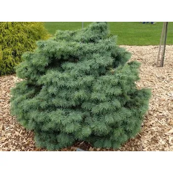 Sazenice Douglaska tisolistá 'Nana' Balení: kontejner C3