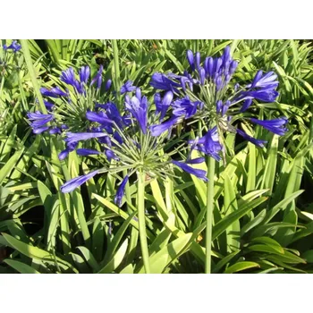 Sazenice Kalokvět 'Timaru' Balení: kontejner C3