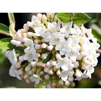 Sazenice Kalina Burkwoodova Balení: kontejner C12, Tvar: výška 60-80cm