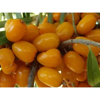 Sazenice Rakytník řešetlákový 'Ljubimaja' Balení: kontejner p9