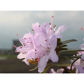 Sazenice Rododendron obtížený 'Moerheim' Balení: kontejner C2